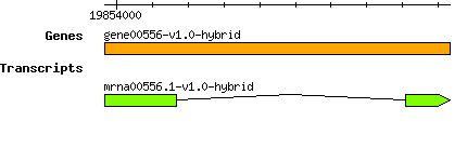 gene00556-v1.0-hybrid.png