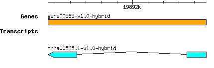 gene00565-v1.0-hybrid.png