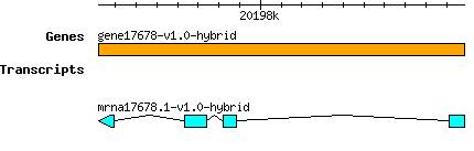 gene17678-v1.0-hybrid.png
