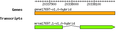 gene17697-v1.0-hybrid.png