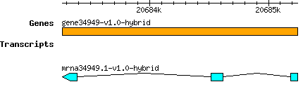 gene34949-v1.0-hybrid.png