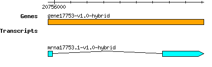 gene17753-v1.0-hybrid.png