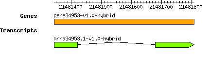 gene34953-v1.0-hybrid.png