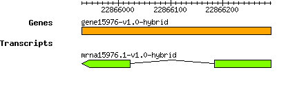 gene15976-v1.0-hybrid.png