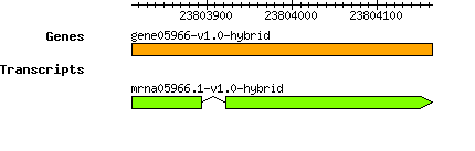gene05966-v1.0-hybrid.png