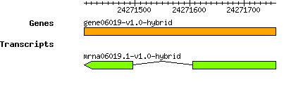 gene06019-v1.0-hybrid.png