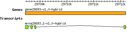 gene28693-v1.0-hybrid.png