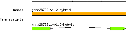 gene28729-v1.0-hybrid.png