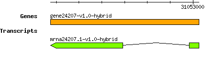 gene24207-v1.0-hybrid.png