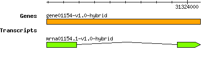 gene01154-v1.0-hybrid.png