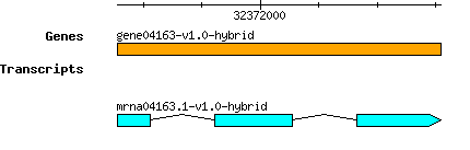 gene04163-v1.0-hybrid.png