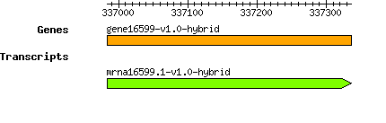 gene16599-v1.0-hybrid.png