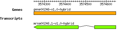 gene00246-v1.0-hybrid.png