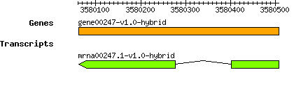 gene00247-v1.0-hybrid.png