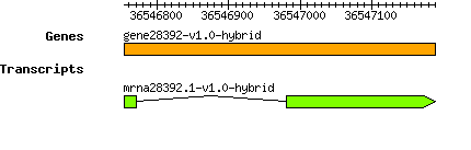 gene28392-v1.0-hybrid.png