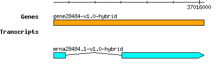 gene28484-v1.0-hybrid.png