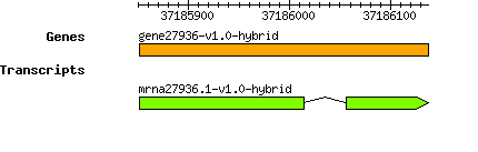 gene27936-v1.0-hybrid.png