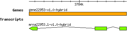 gene22953-v1.0-hybrid.png