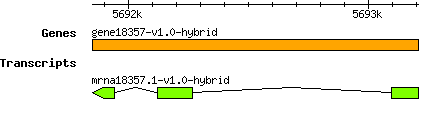 gene18357-v1.0-hybrid.png