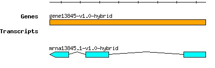 gene13845-v1.0-hybrid.png