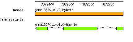 gene13570-v1.0-hybrid.png