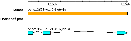 gene13626-v1.0-hybrid.png