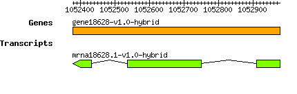gene18628-v1.0-hybrid.png