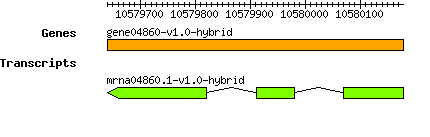 gene04860-v1.0-hybrid.png