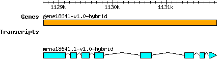 gene18641-v1.0-hybrid.png