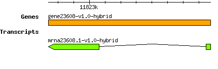 gene23608-v1.0-hybrid.png