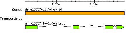 gene18657-v1.0-hybrid.png