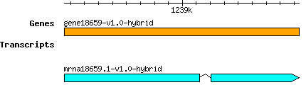 gene18659-v1.0-hybrid.png