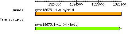 gene18675-v1.0-hybrid.png