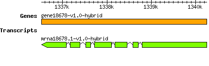 gene18678-v1.0-hybrid.png