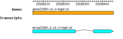 gene23380-v1.0-hybrid.png