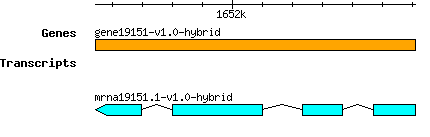 gene19151-v1.0-hybrid.png