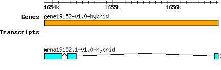 gene19152-v1.0-hybrid.png