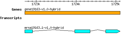 gene19163-v1.0-hybrid.png