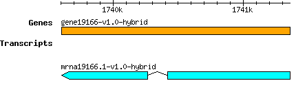 gene19166-v1.0-hybrid.png