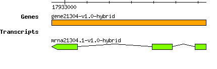 gene21304-v1.0-hybrid.png