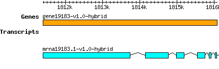 gene19183-v1.0-hybrid.png