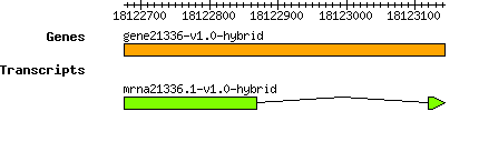 gene21336-v1.0-hybrid.png