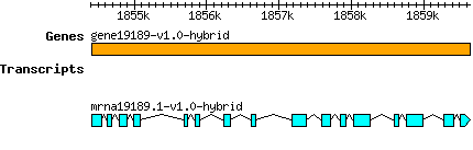 gene19189-v1.0-hybrid.png