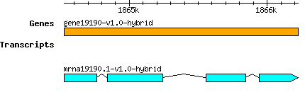 gene19190-v1.0-hybrid.png