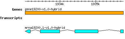 gene19200-v1.0-hybrid.png