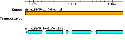 gene19208-v1.0-hybrid.png