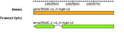 gene35166-v1.0-hybrid.png