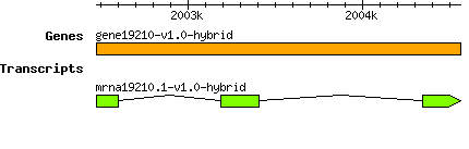 gene19210-v1.0-hybrid.png
