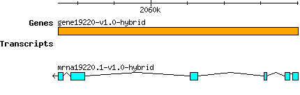 gene19220-v1.0-hybrid.png