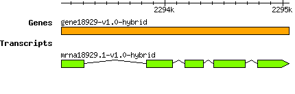 gene18929-v1.0-hybrid.png